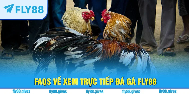Fly88 trực tiếp đá gà hôm nay với nhiều giải đấu hot